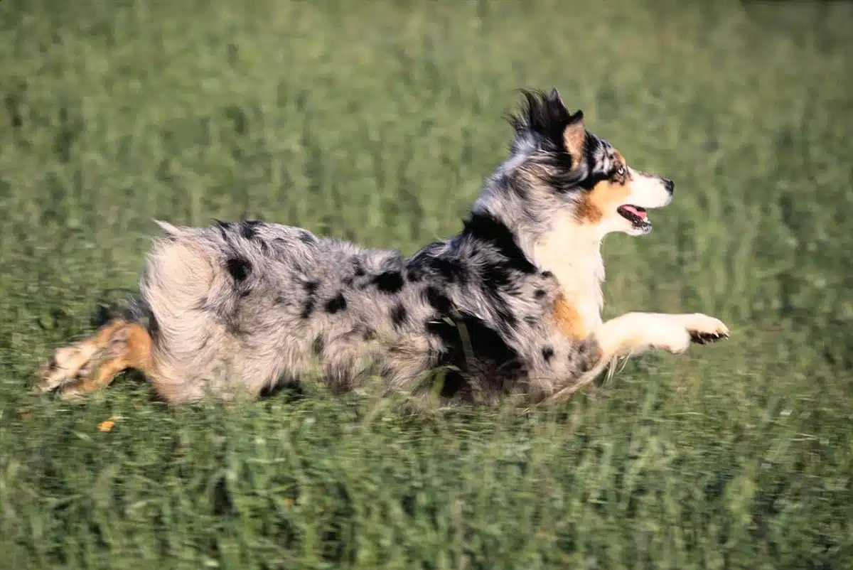 Flying through the air, this Australian Shepherd is having fun!