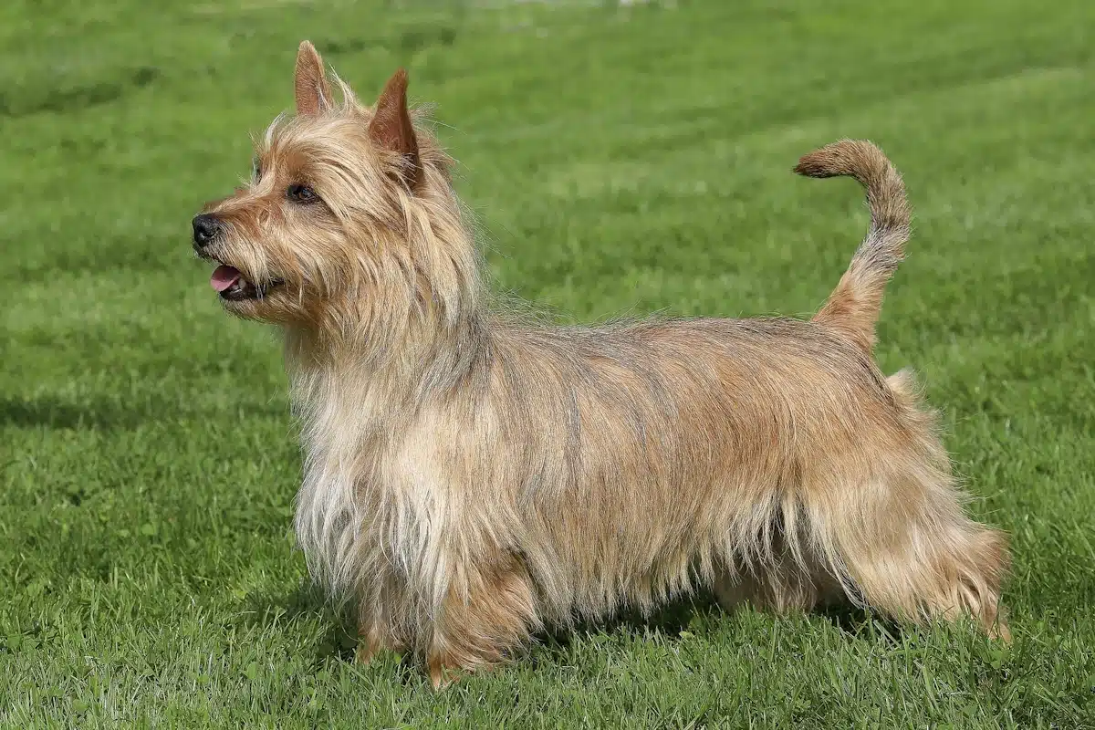 This cute and spunky Australian Terrier is alert and ready to play.
