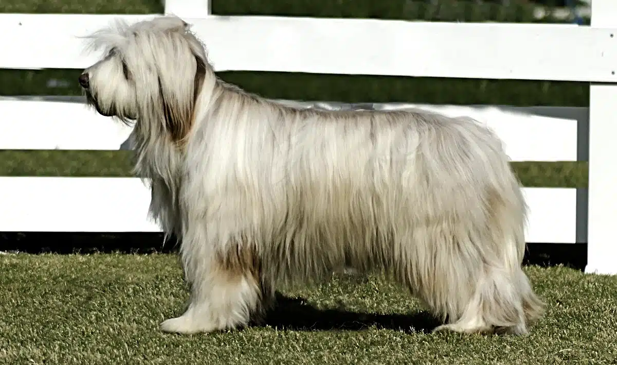 A beautiful silky coat is a feature of this Bearded Collie.