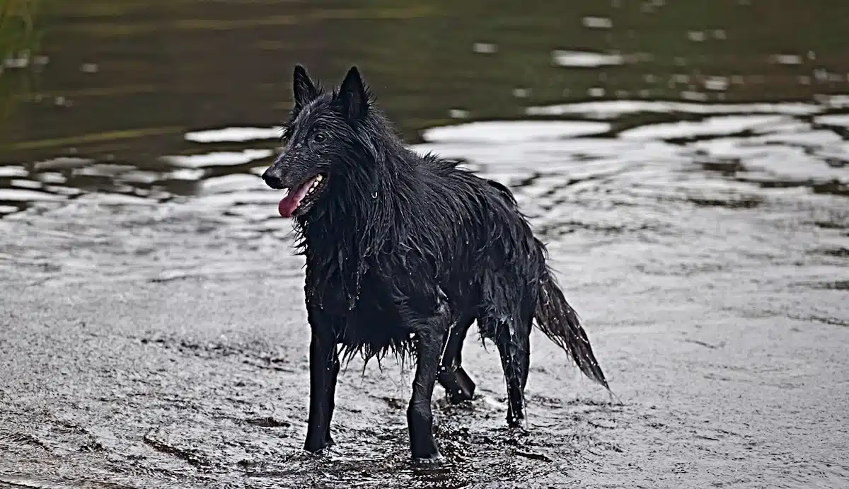 This Belgian Sheepdog is enjoying his swim in the lake.
