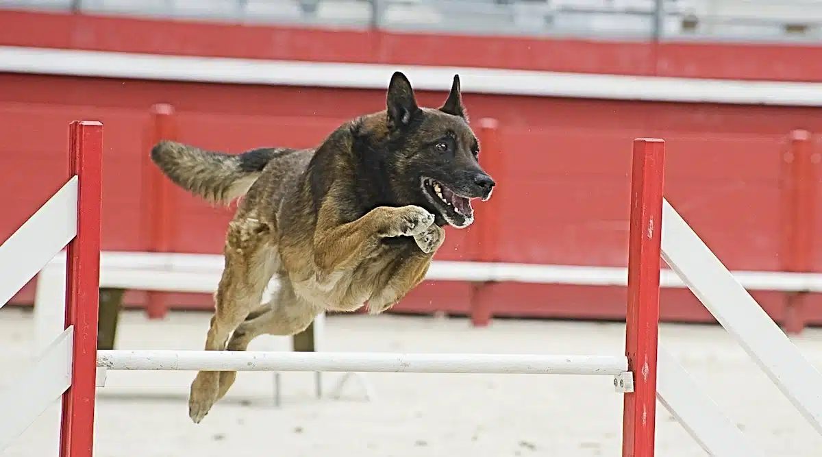 The eyes of this Belgian Malinois show his excitement as he leaps over a jump.