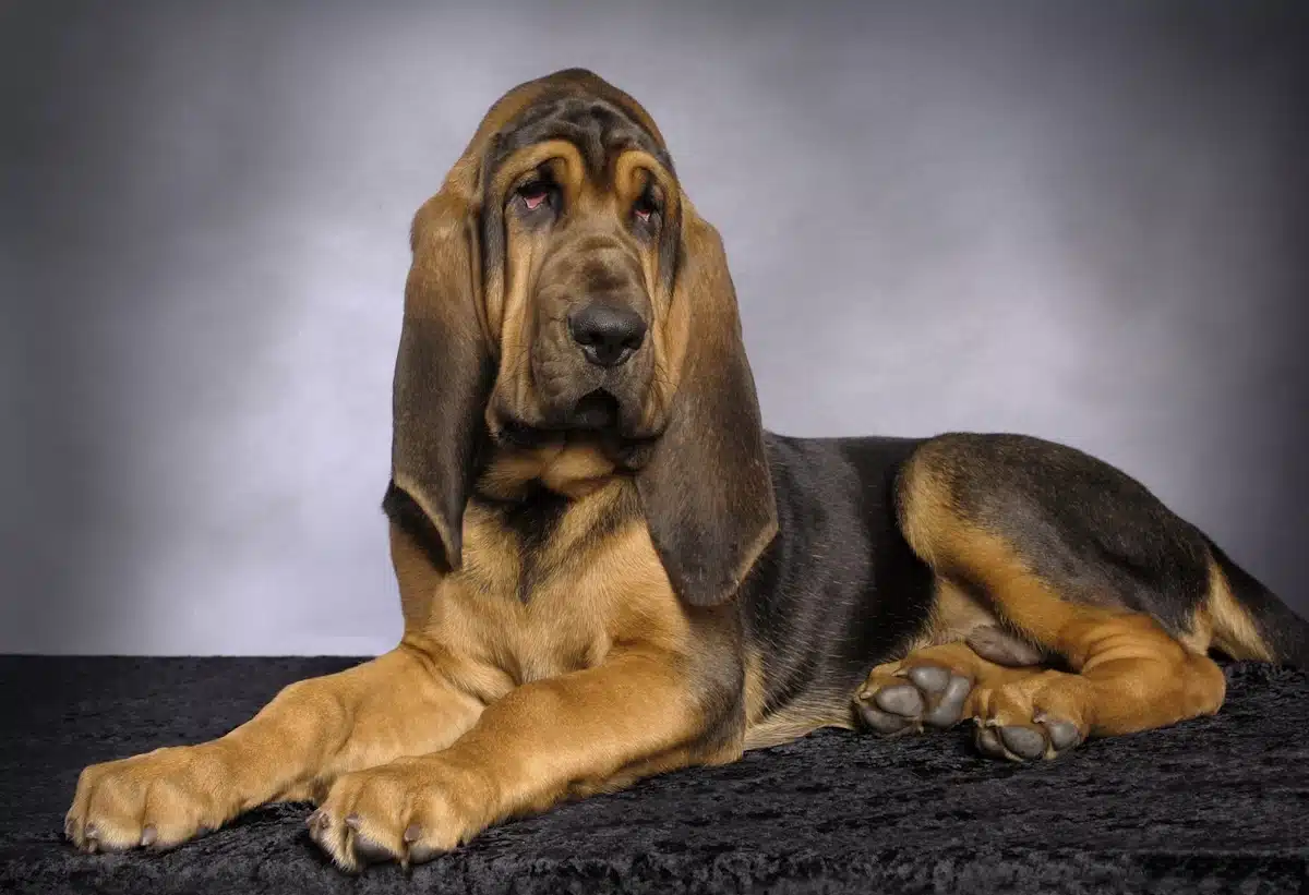 This reclining Bloodhound is such a handsome guy!