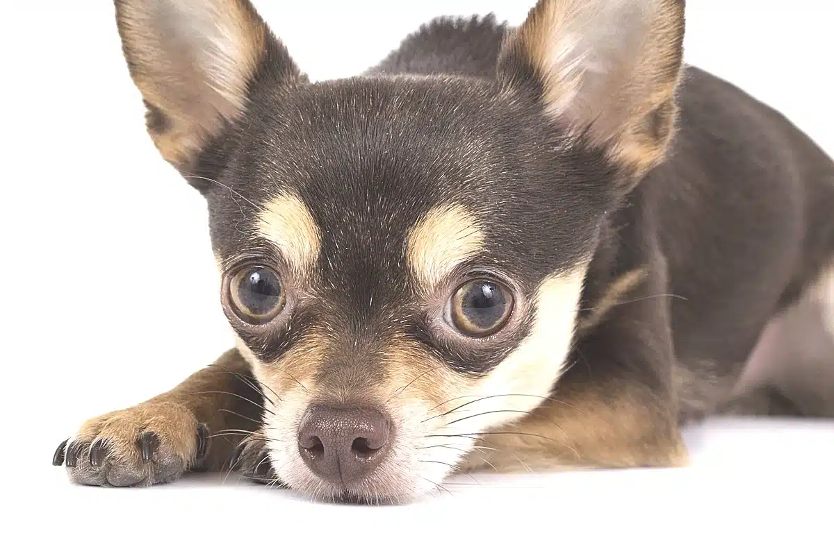 Adorable brown puppy sitting on a blanket as part of beginner dog care tips
