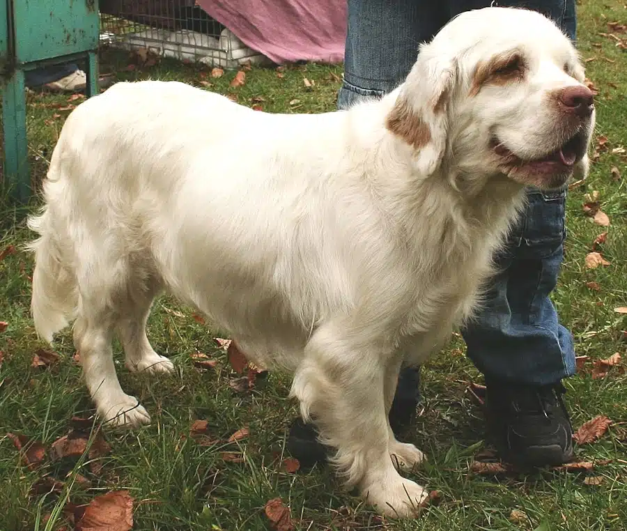 Side view of a Clumber Spaniel.