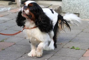 This English Toy Spaniel has a collar and leash on and looks happy on its walk.