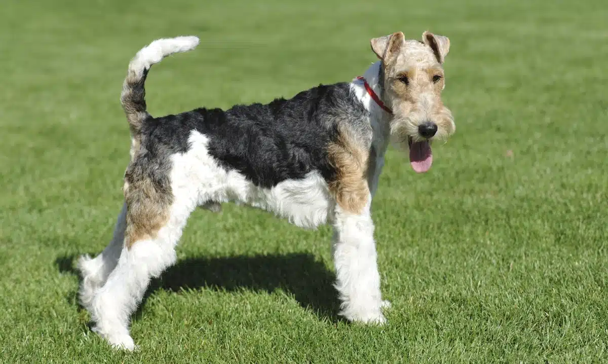 A happy Fox Terrier standing in the grass with its tongue out.