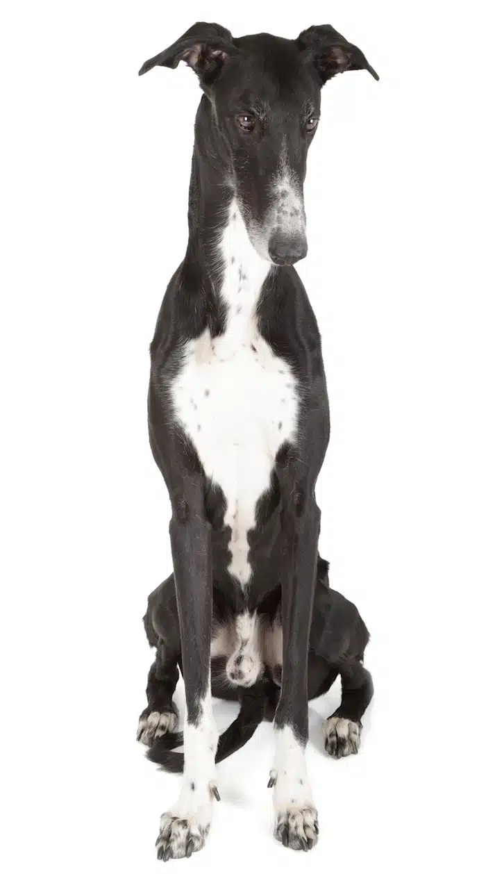 Black and white greyhound sitting down