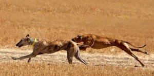 Greyhound in running at full speed.