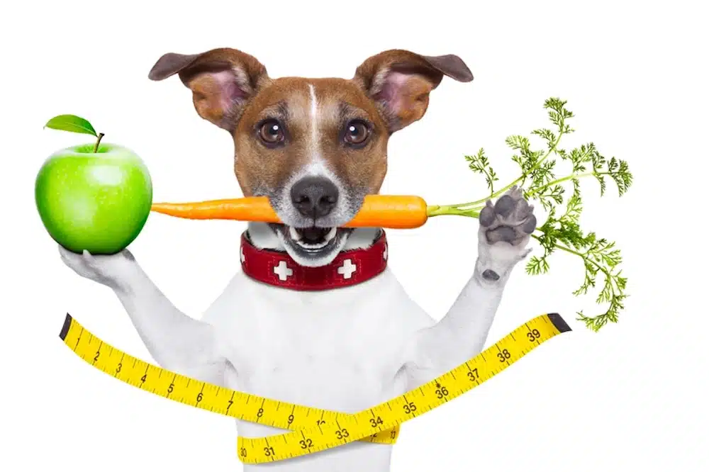 A pup with a carrot and apple representing healthy dog diet treats.