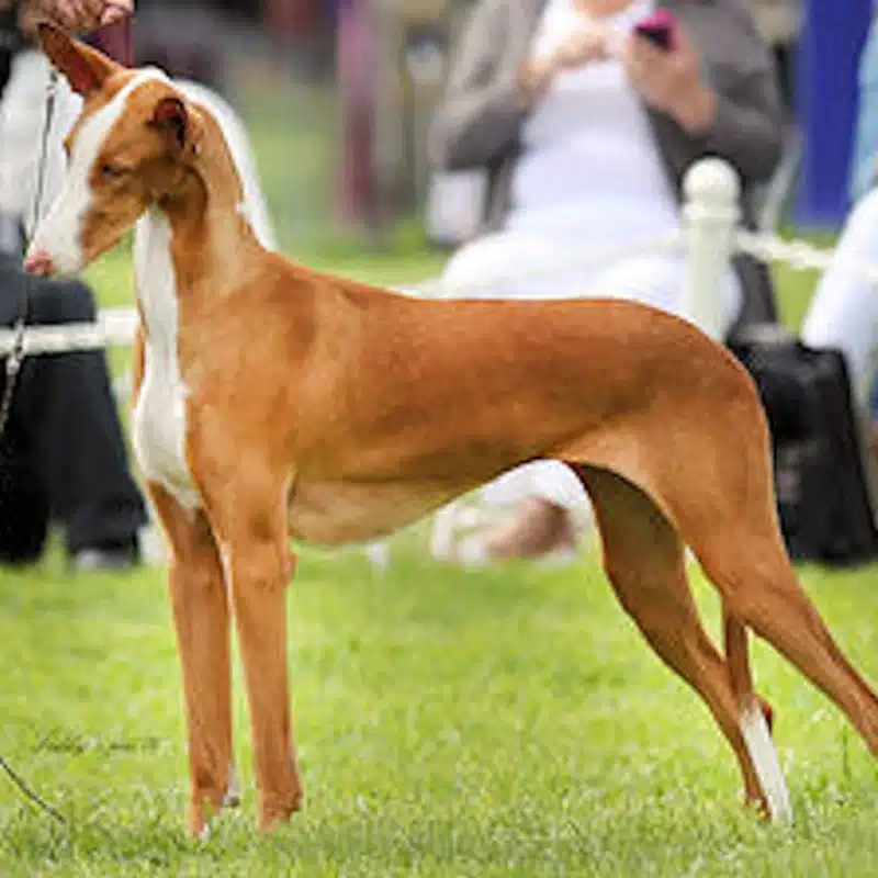 Lisa Puskas' dog Betty