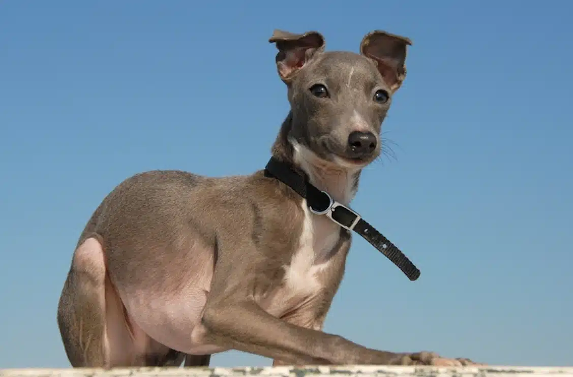 Italian Greyhound wearing a collar