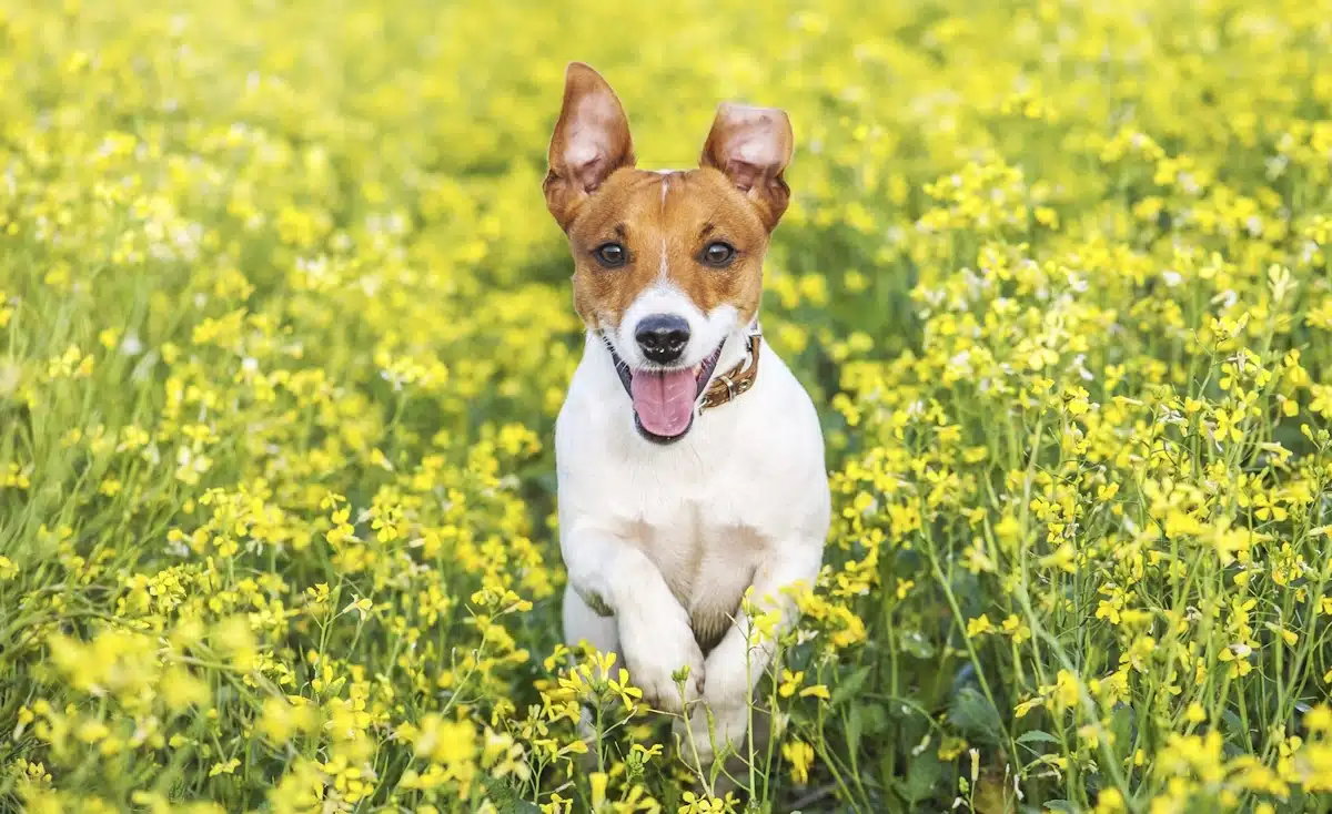 A Jack Russell Terrier running through a field of wildflowers.