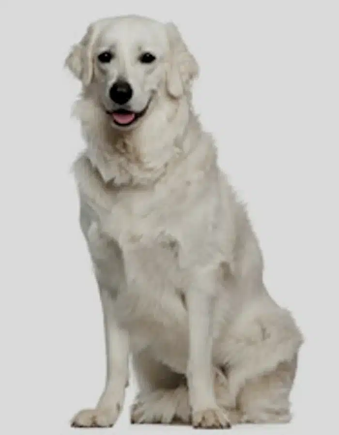A beautiful white Kuvasz sitting and looking at the camera.