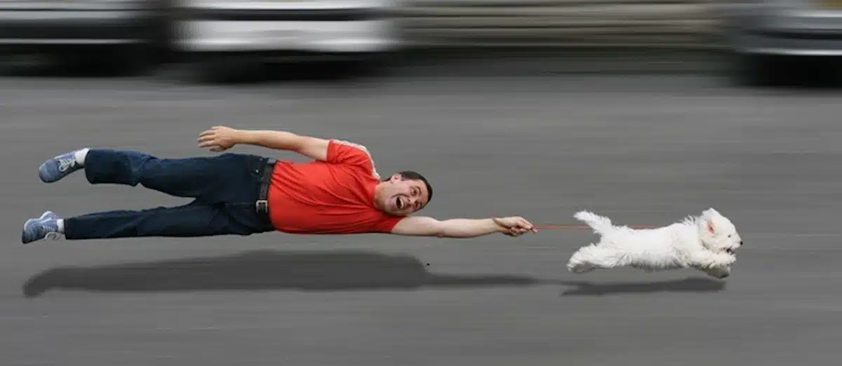 A man is leashbreaking a puppy but the dog is pulling the man.