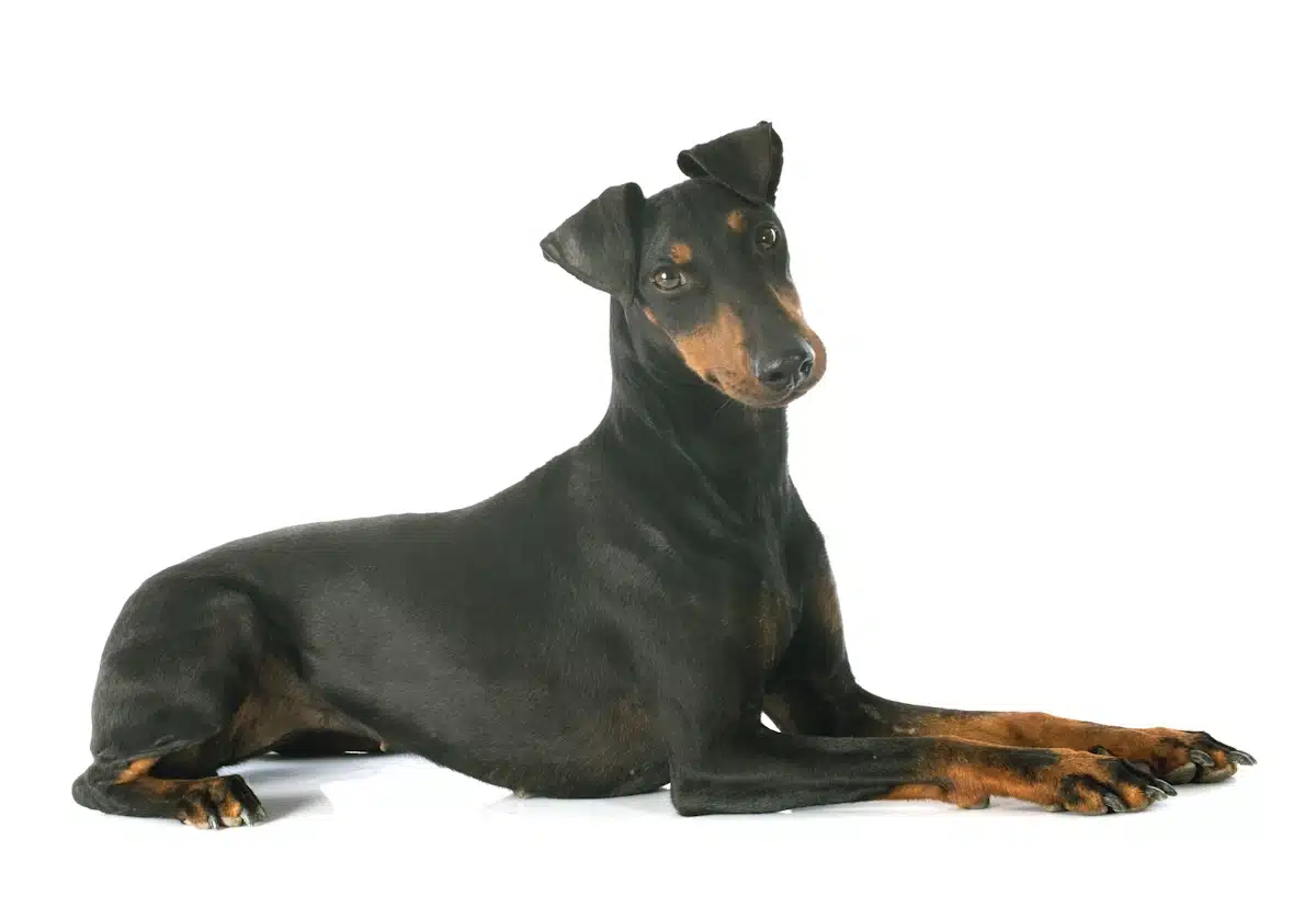 This cute Manchester Terrier is lying down and looking at the camera.