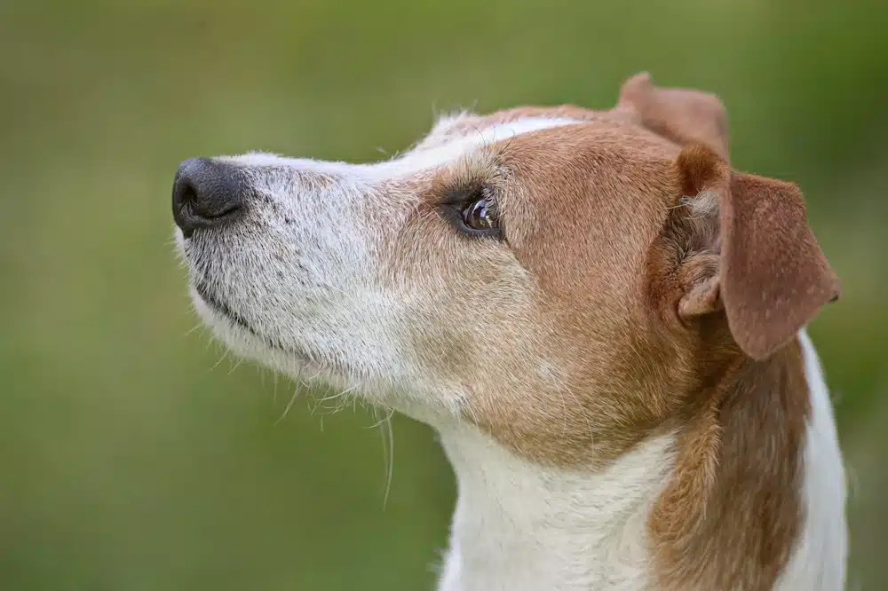 Head study of a Parson Russell Terrier