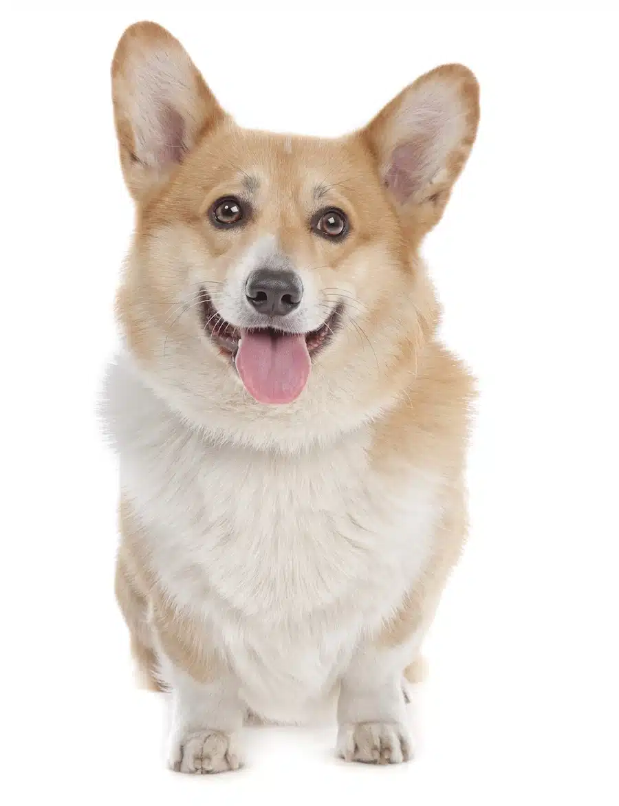 A cute Pembroke Welsh Corgi looking at the camera