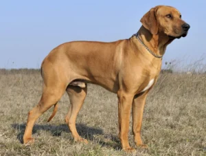 A Rhodesian Ridgeback standing in a field