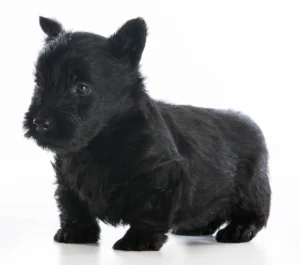 A very young Scottish Terrier puppy