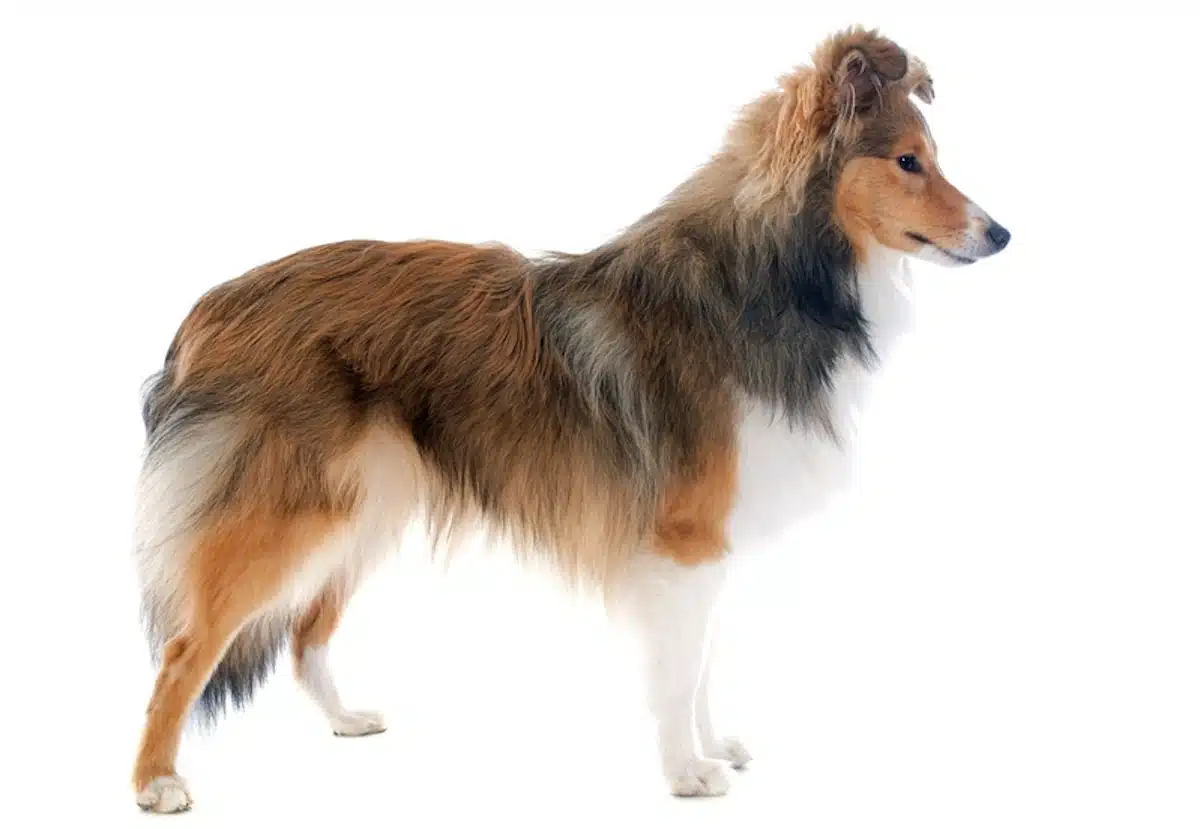 A standing Shetland Sheepdog in a show pose