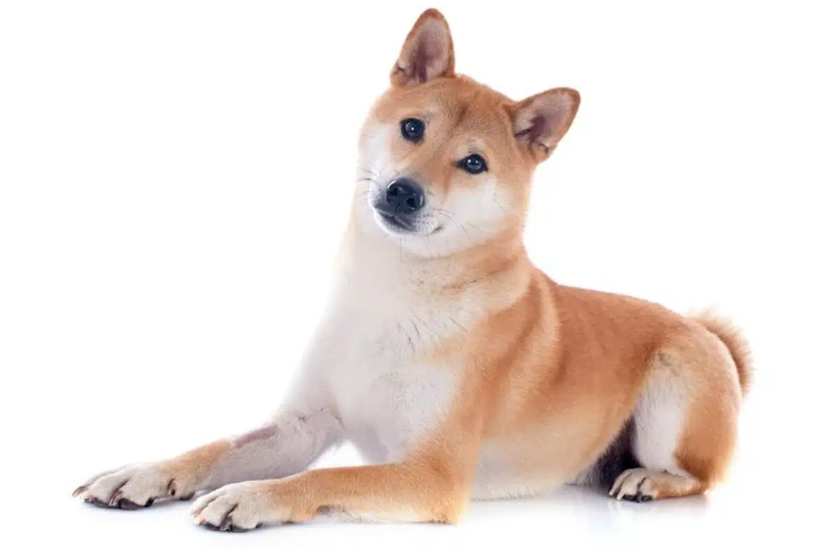 Shiba Inu lying on the ground with its head tilted looking at the camera
