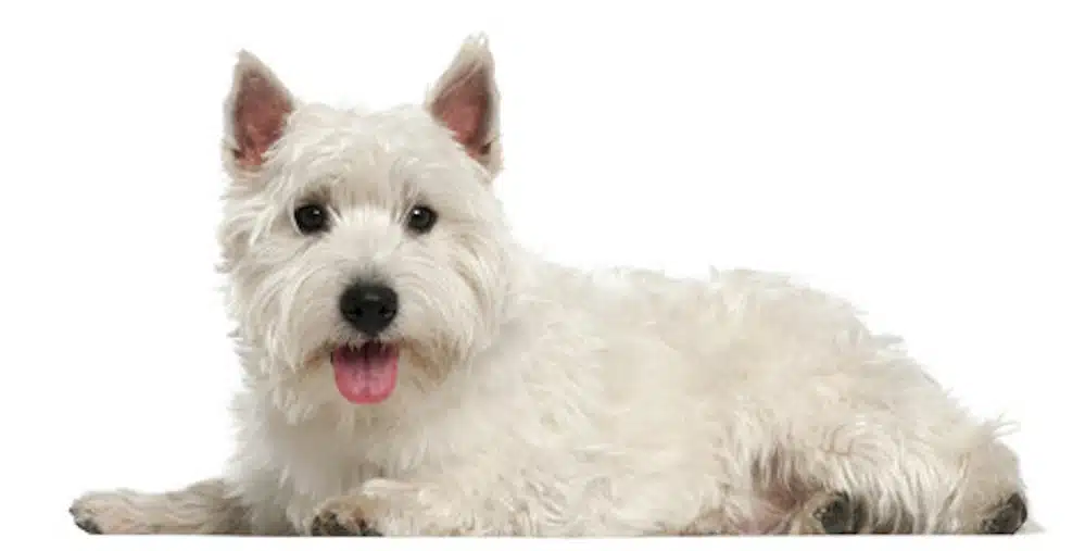 A West Highland White Terrier