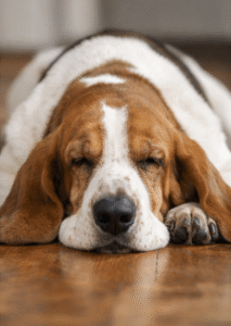 calm dog breed basset hound relaxing - Dog-Breeds.net A basset Hound, which is a calm dog breed, relaxing.