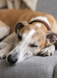 calm dog breed greyhound relaxing - Dog-Breeds.net calm dog breed greyhound resting indoors