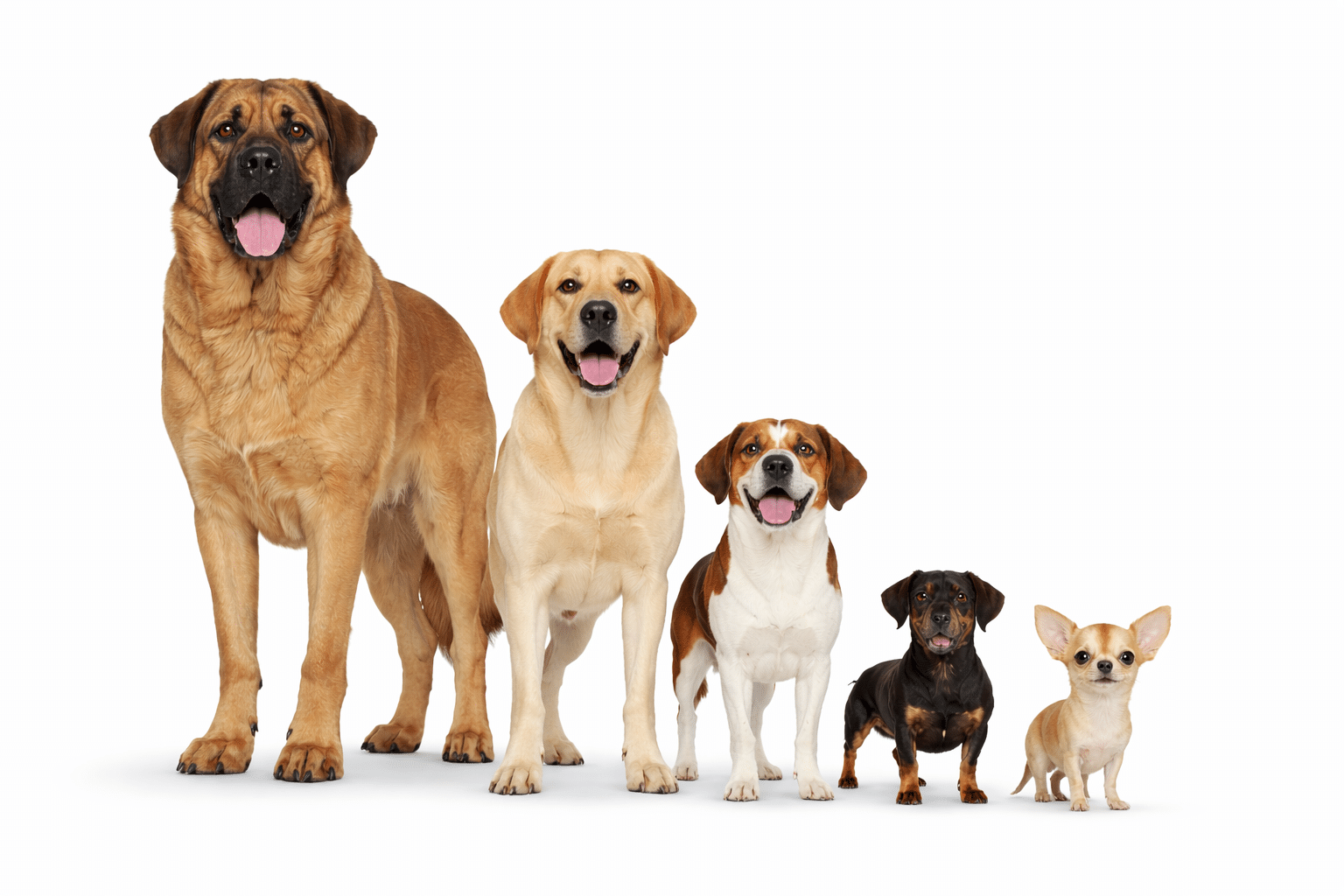 Dog size and weight comparison chart showing giant, large, medium, small, and toy dog breeds standing side by side to scale