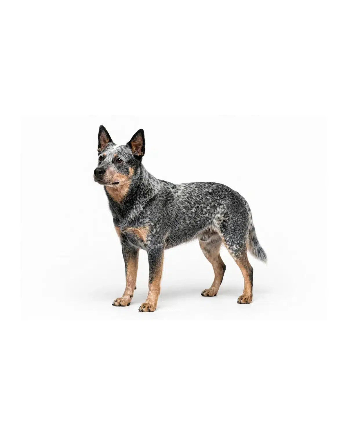Australian Cattle Dog