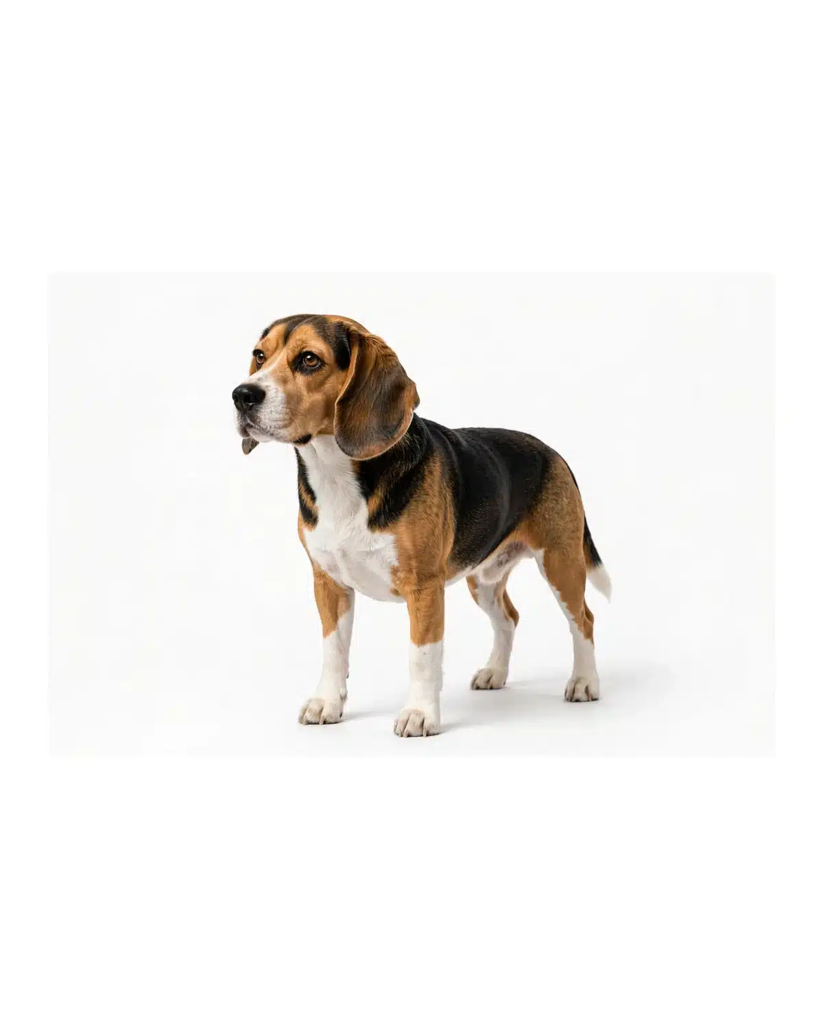 Beagle