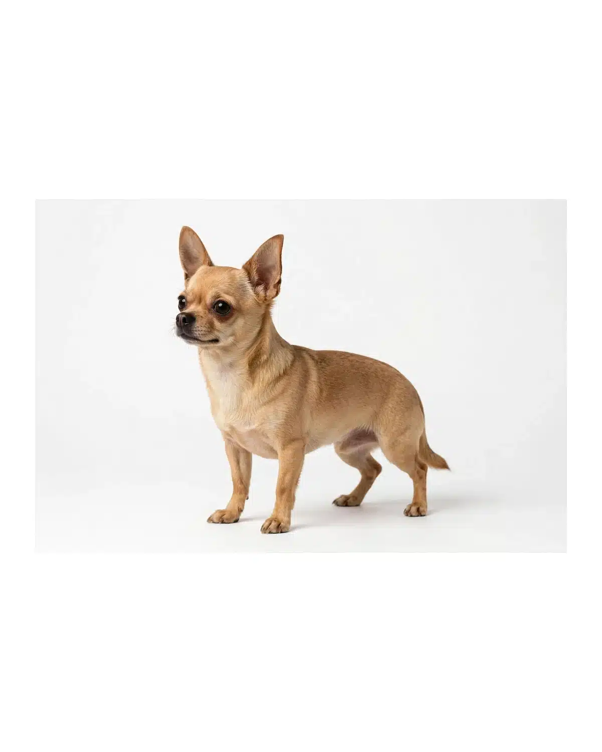 Chihuahua