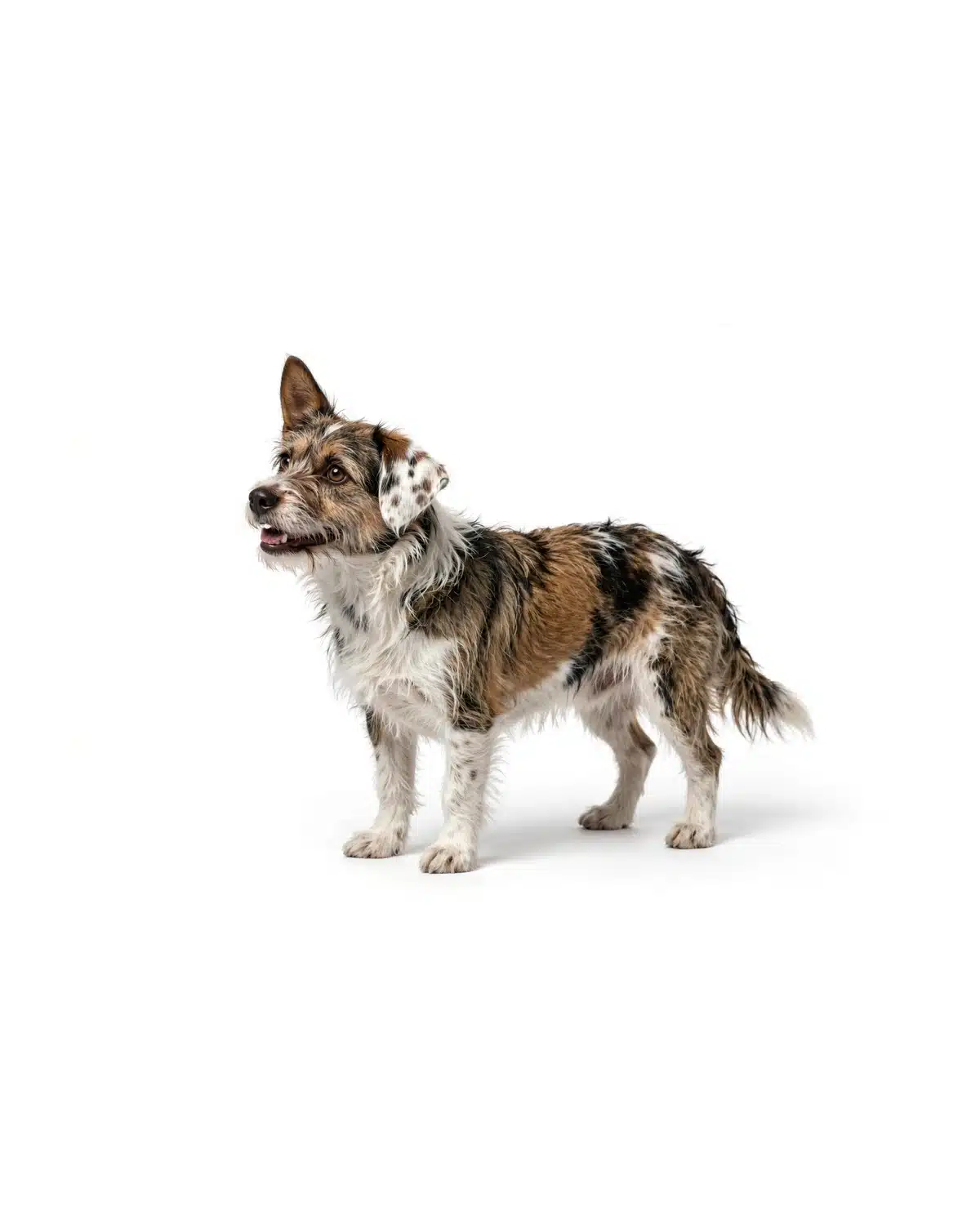 Mixed breed dog