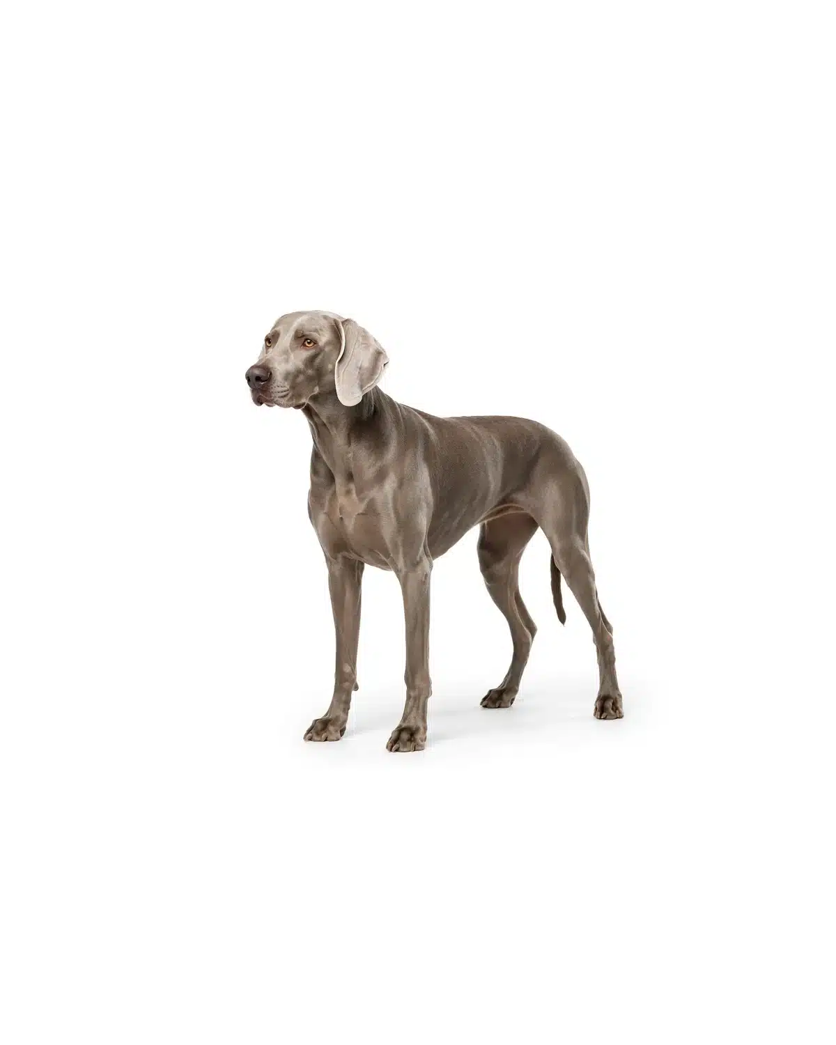 Weimaraner